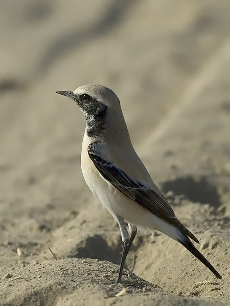 Aavikkotasku, Desert Wheatear, Oenanthe deserti